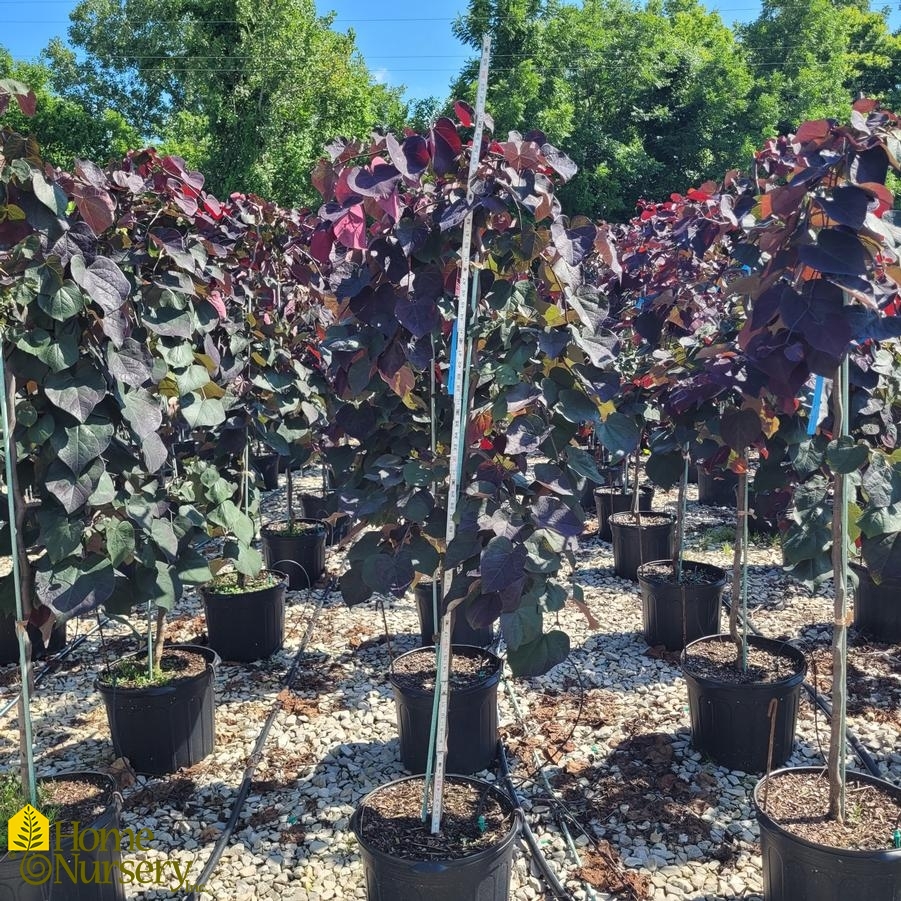 Cercis canadensis 'Ruby Falls'