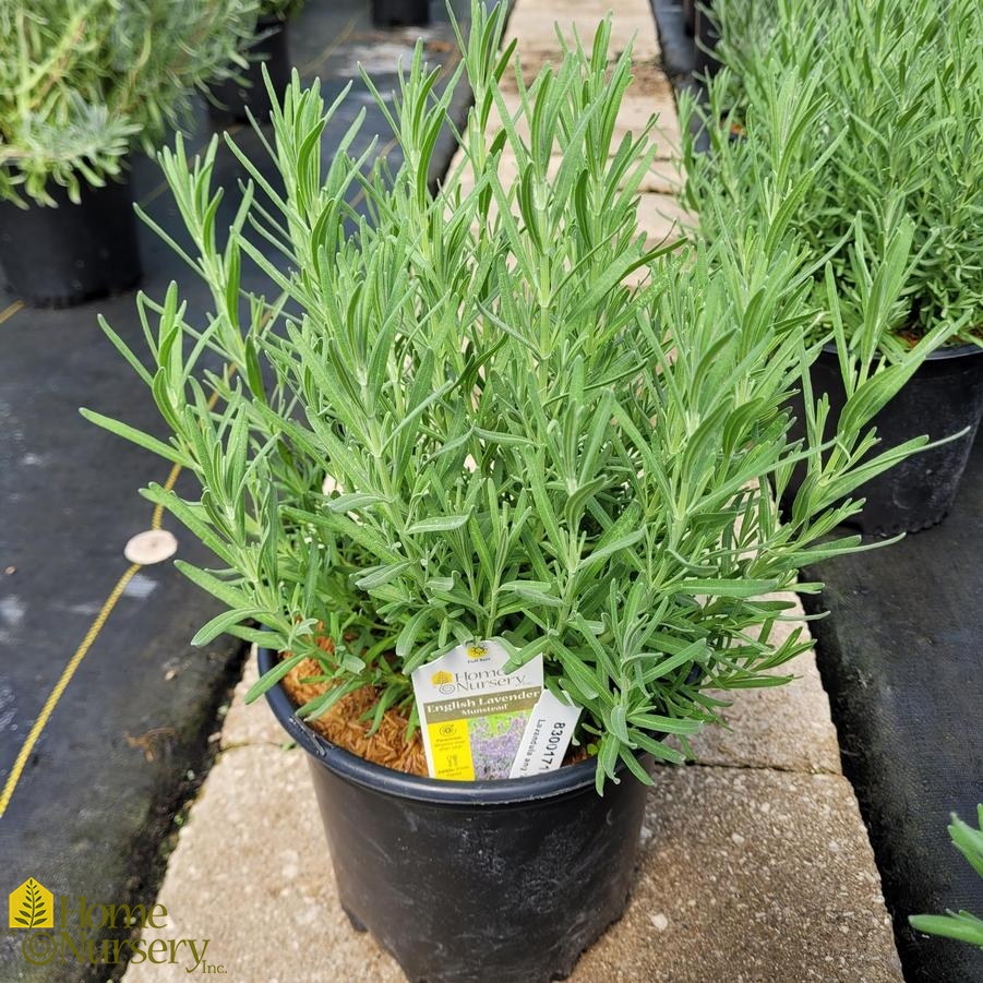 Lavandula angustifolia 'Munstead'