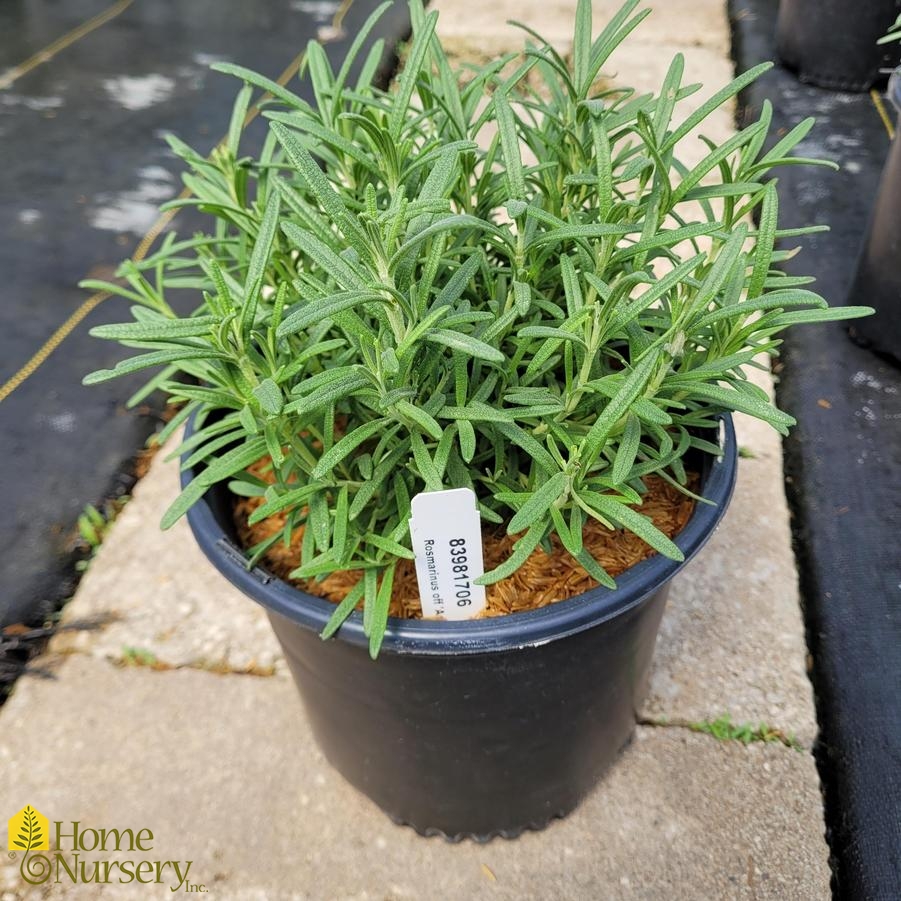 Rosmarinus officinalis 'Arp'