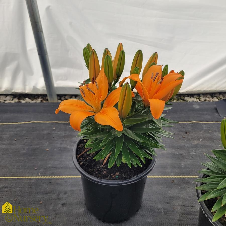 Lilium FantAsiatic® 'Orange'