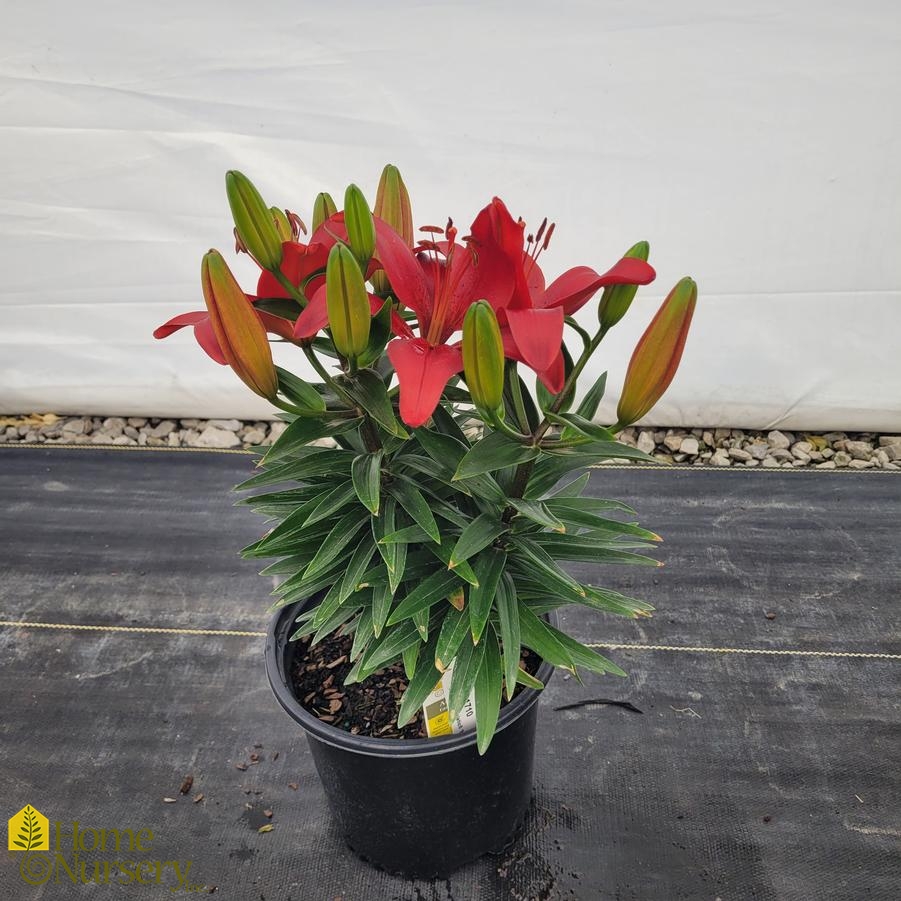 Lilium FantAsiatic® 'Red'