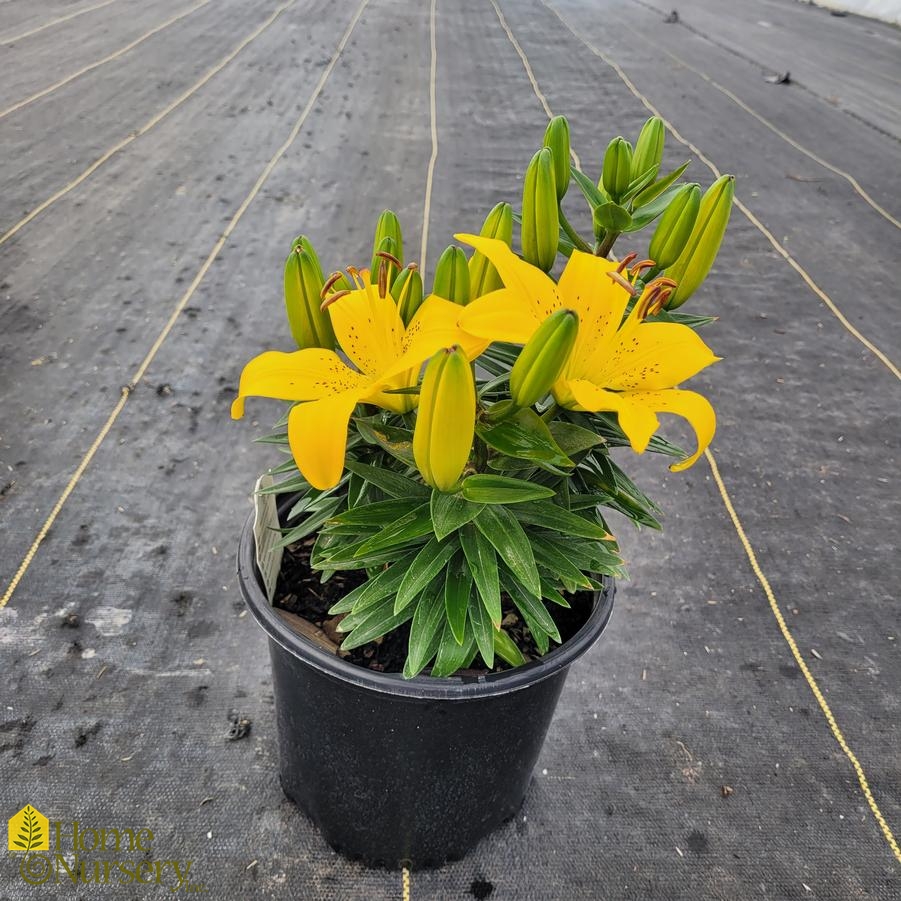 Lilium FantAsiatic® 'Yellow'