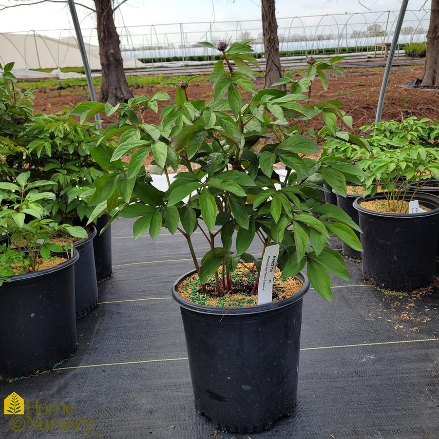 Paeonia lactiflora 'Felix Crousse'
