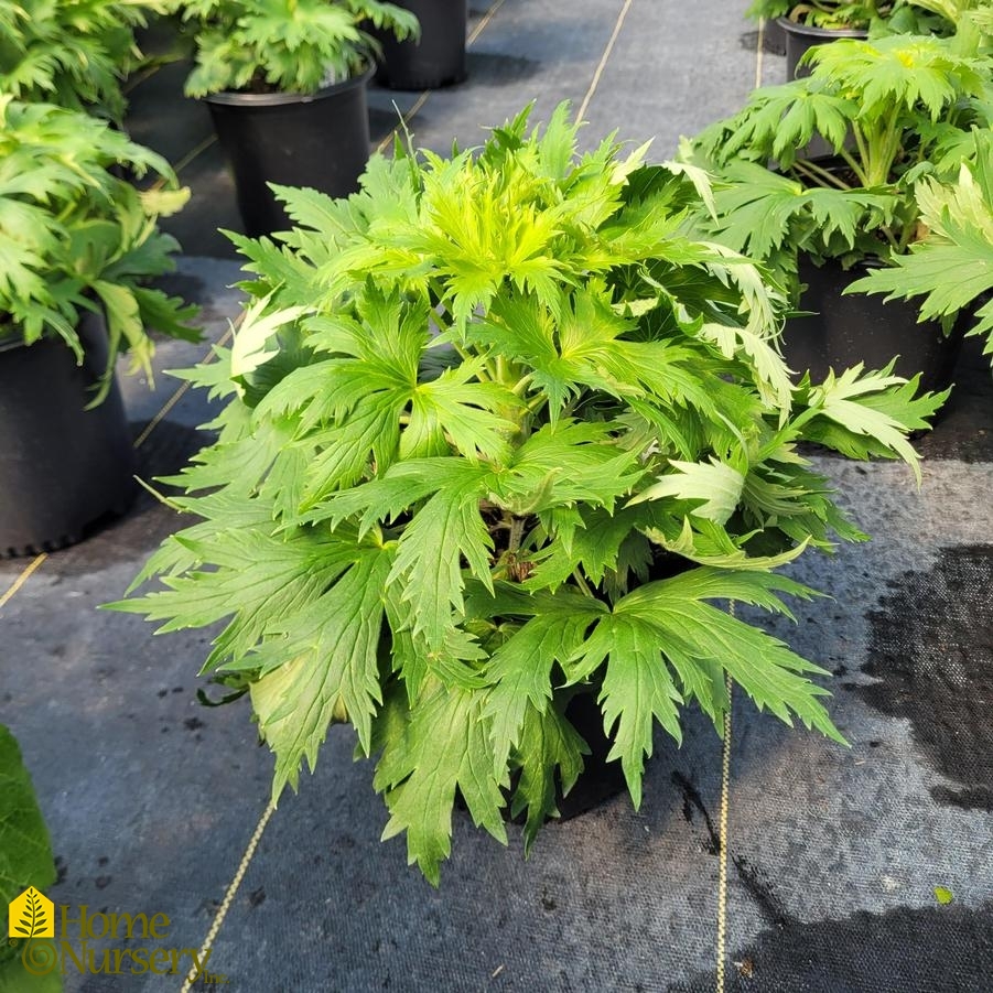 Delphinium x 'Red Lark'