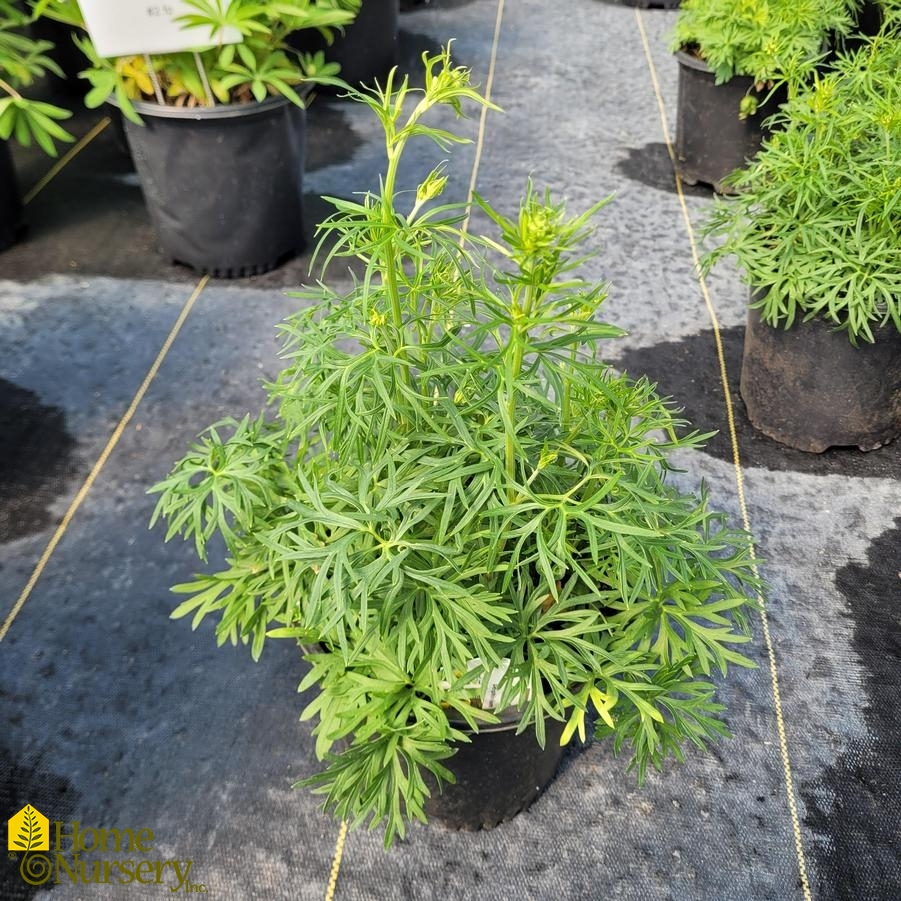 Delphinium grandiflorum 'Diamonds Blue'