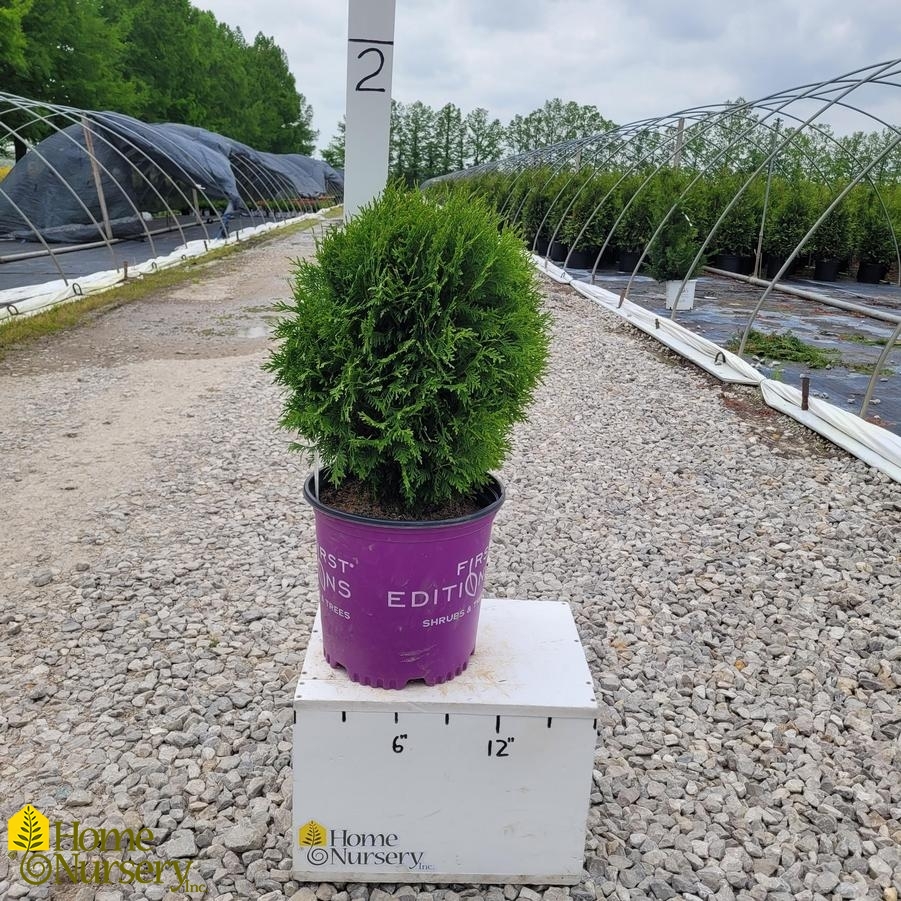 Thuja occidentalis Planet Earth™