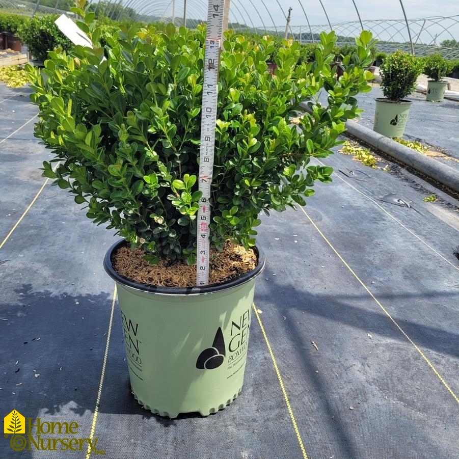 Buxus NewGen Freedom®