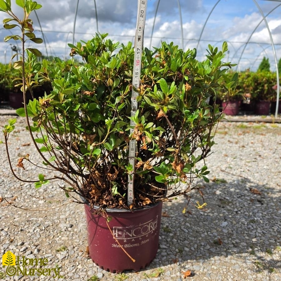 Rhododendron Azalea Encore Autumn Sunburst®