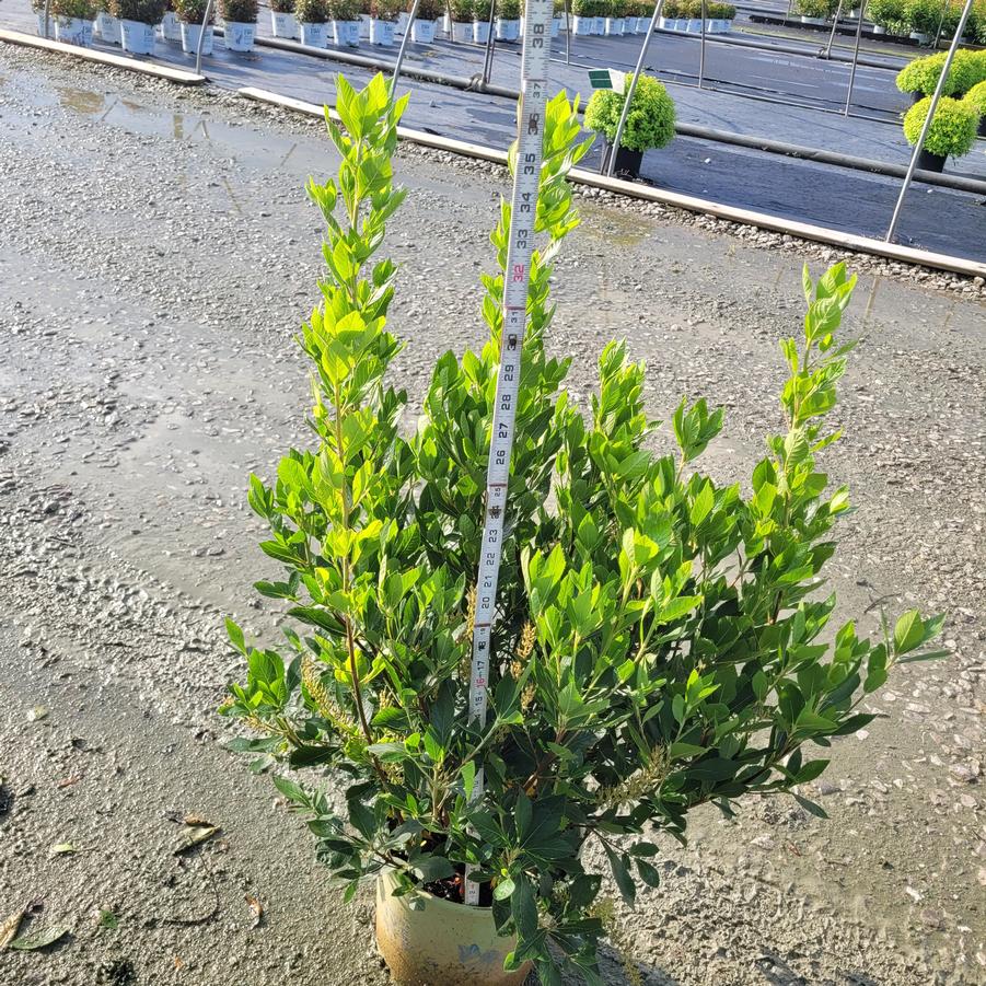 Clethra alnifolia 'Hummingbird'
