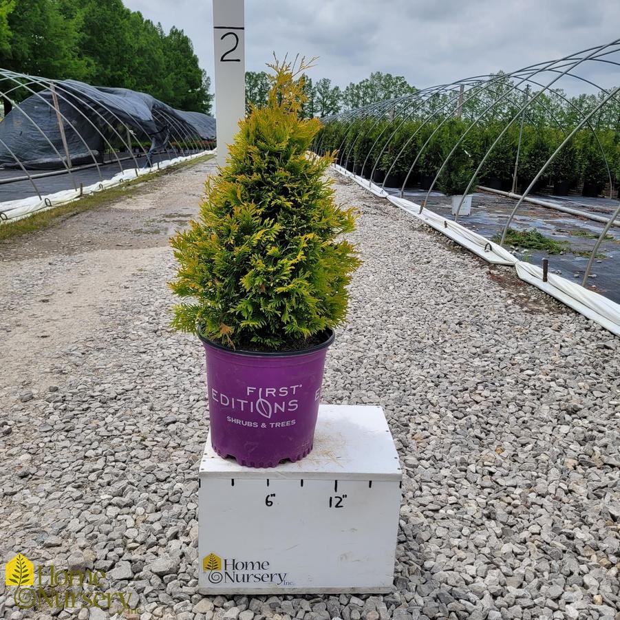 Thuja occidentalis Lemon Burst