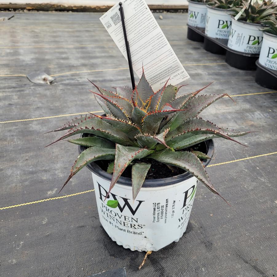 Mangave x Art & Sol™ Tooth Fairy