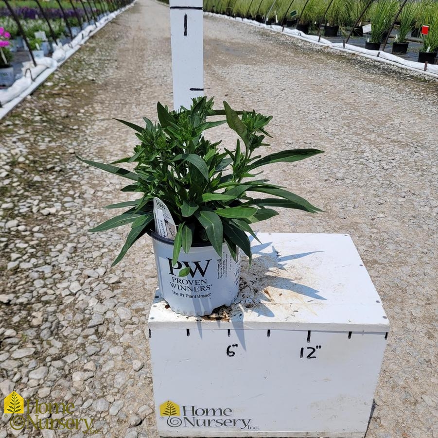Stokesia laevis Totally Stoked™ 'Whitecaps'