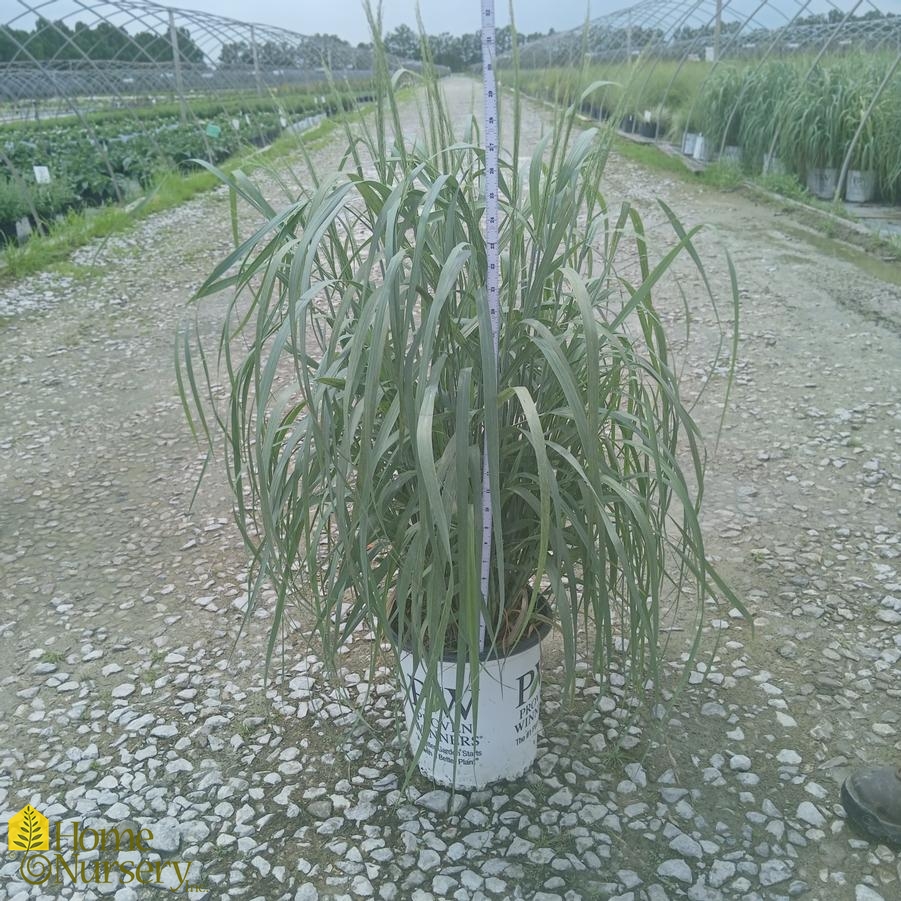 Panicum virgatum Niagara Falls®