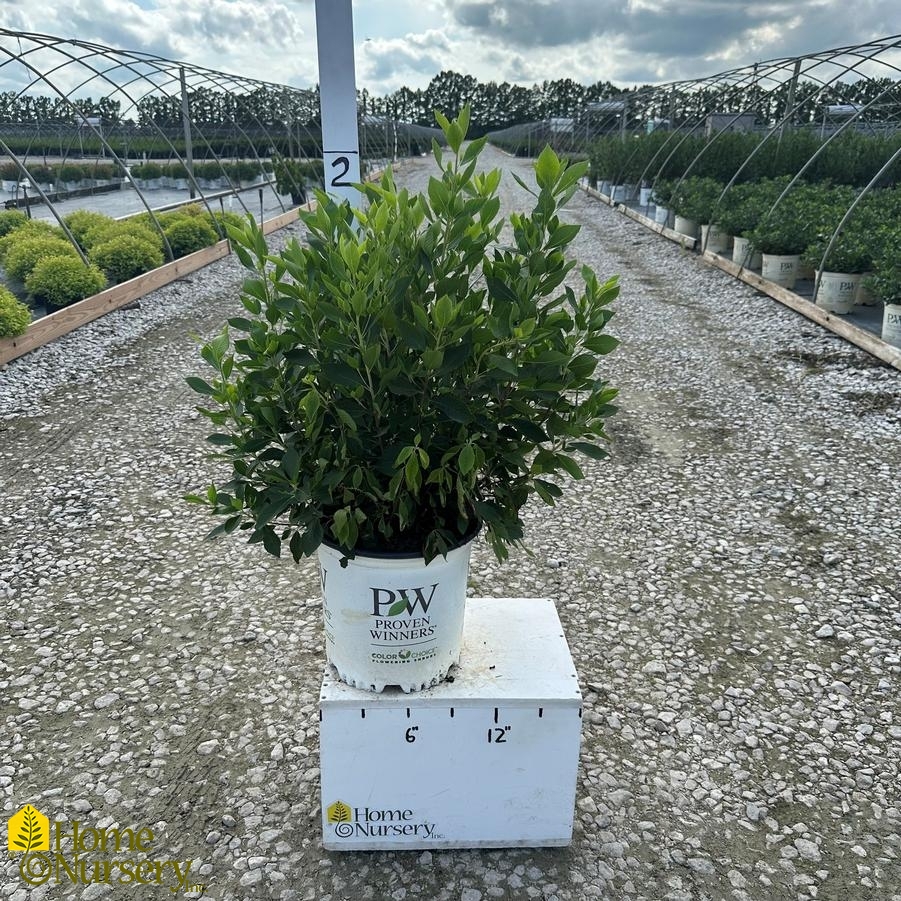 Clethra alnifolia Sugartina®