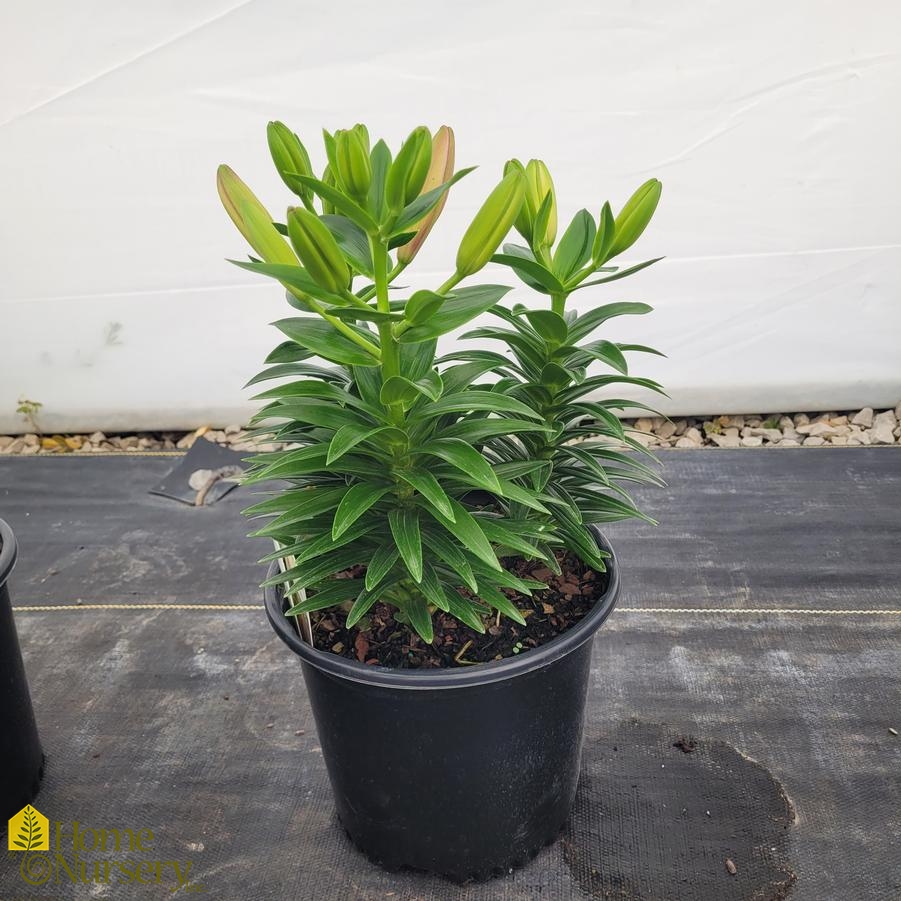 Lilium FantAsiatic® 'Pink'