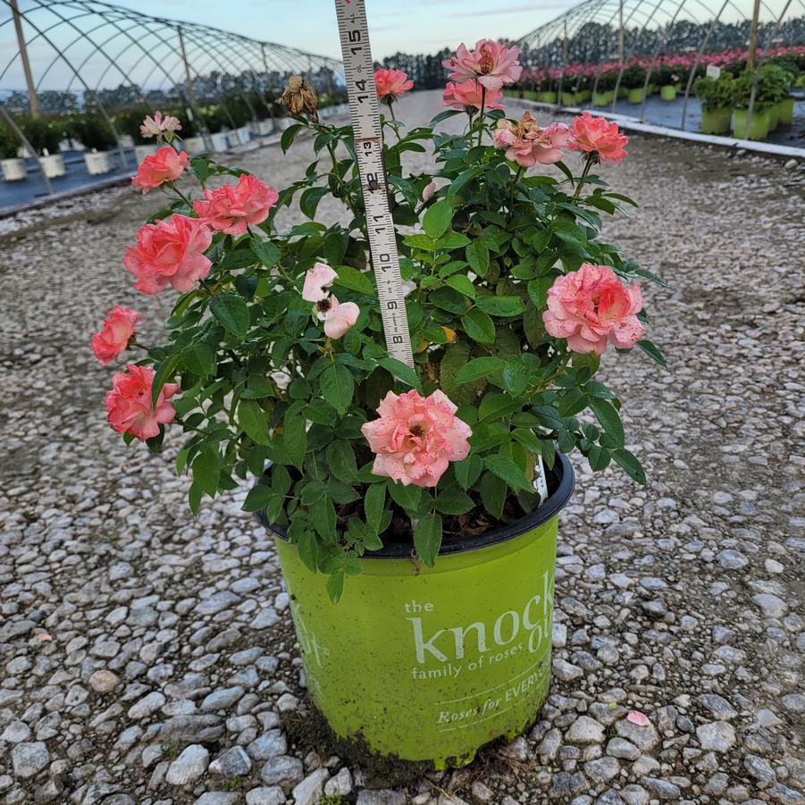 Rosa Orange Glow™ Knock Out® 