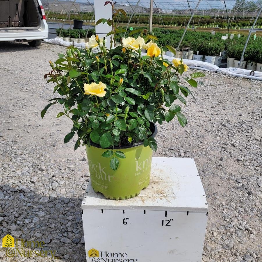 Rosa Easy Bee-zy™ Knock Out®
