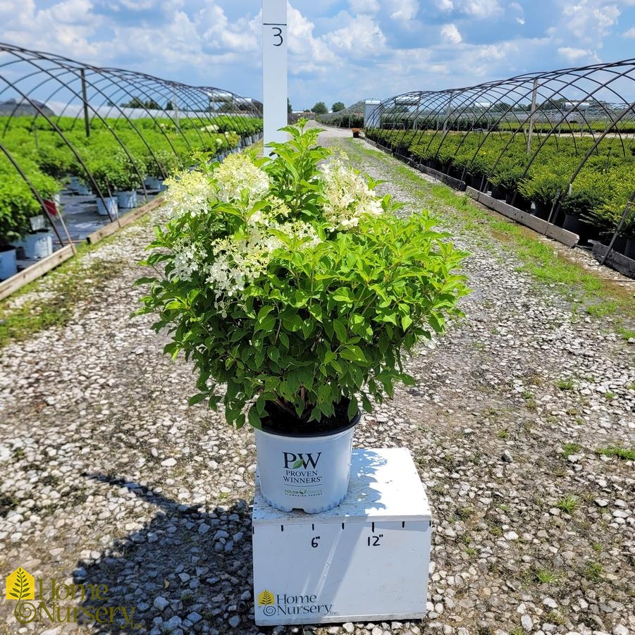Hydrangea paniculata Puffer Fish™