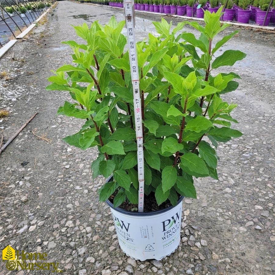 Hydrangea paniculata Limelight Prime®