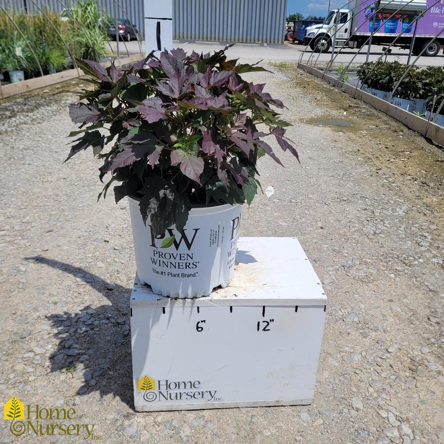 Hibiscus x Summerific® 'Cookies and Cream'