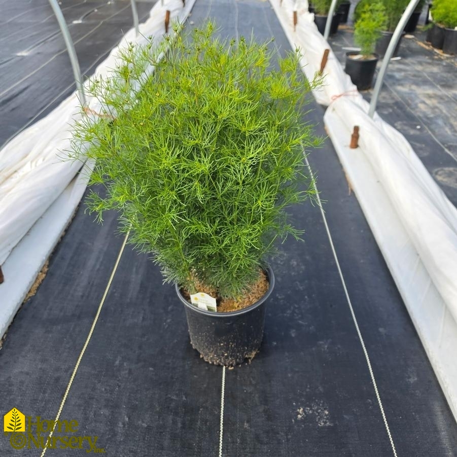 Coreopsis verticillata 'Zagreb'