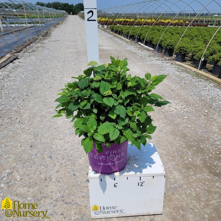 Hydrangea arborescens FlowerFull™