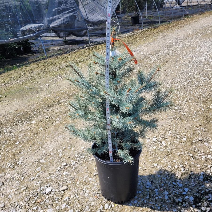Picea pungens 'Blue Diamond'