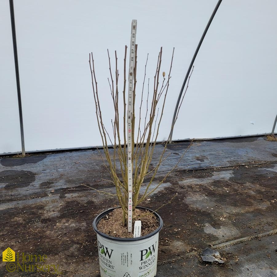 Hibiscus syriacus Red Pillar™