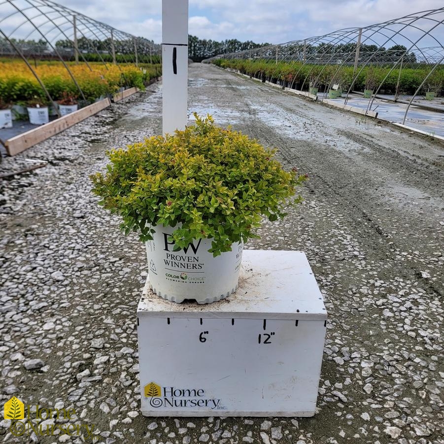 Spiraea japonica Double Play Dolly®