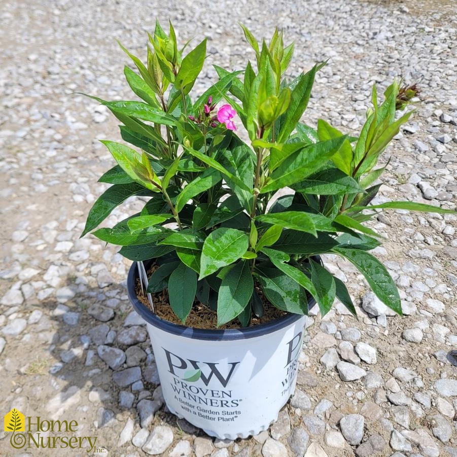 Phlox paniculata Luminary™ 'Pink Lightning'