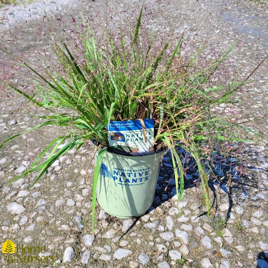 Eragrostis spectabilis 