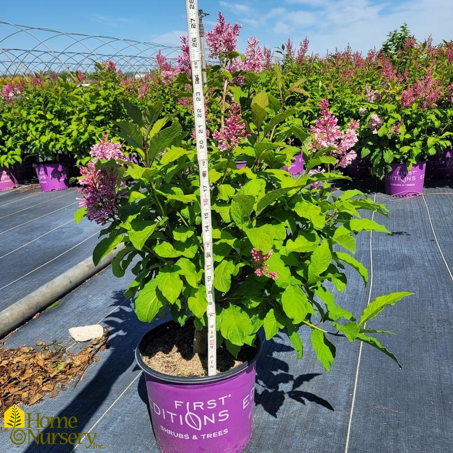 Syringa x Pinktini™