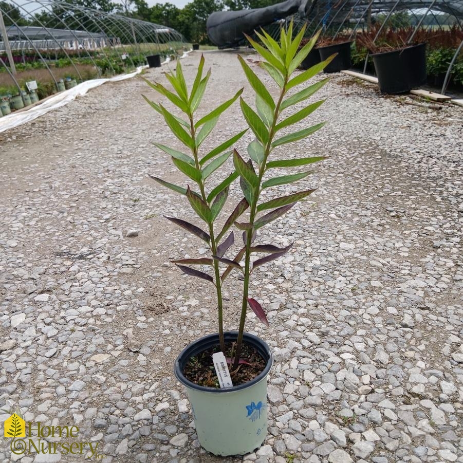 Asclepias incarnata 