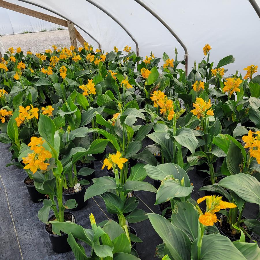 Canna Cannova® Golden Leopard