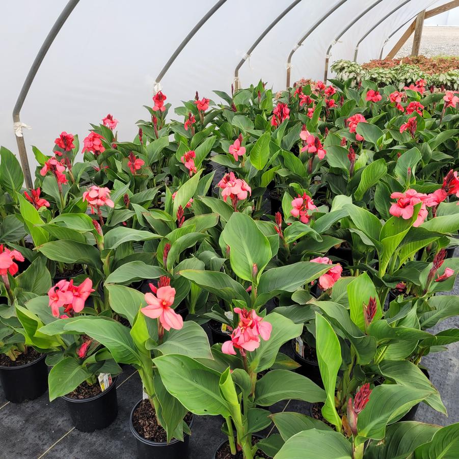 Canna Cannova® Rose Dark Bud