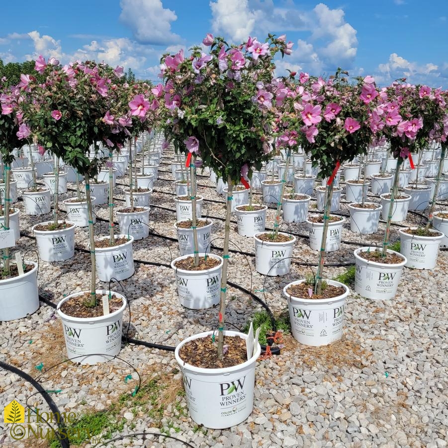 Hibiscus syriacus Lil' Kim® Red Tree