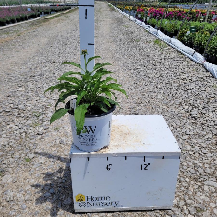 Echinacea x Summersong™ Firefinch™