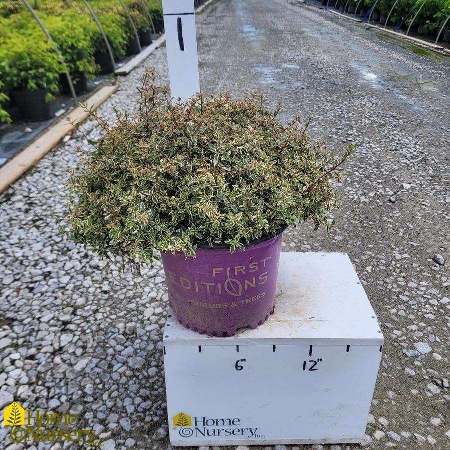 Abelia x grandiflora Vanilla Brandy™