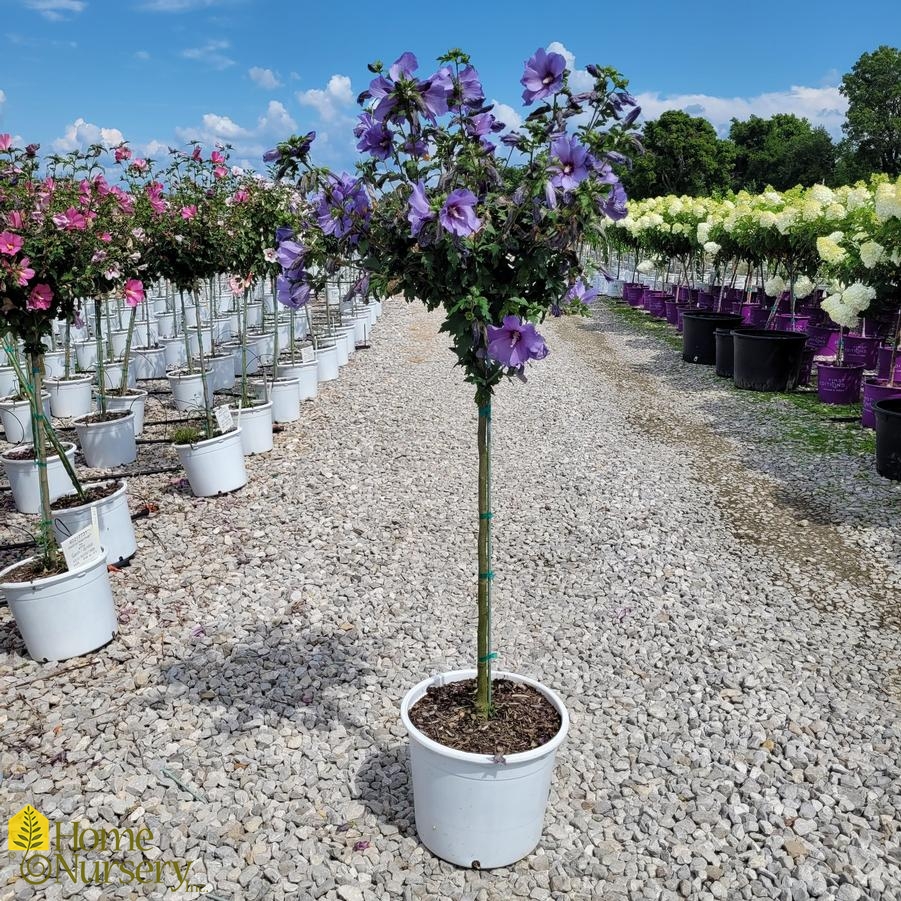 Hibiscus x Paraplu Violet® Tree