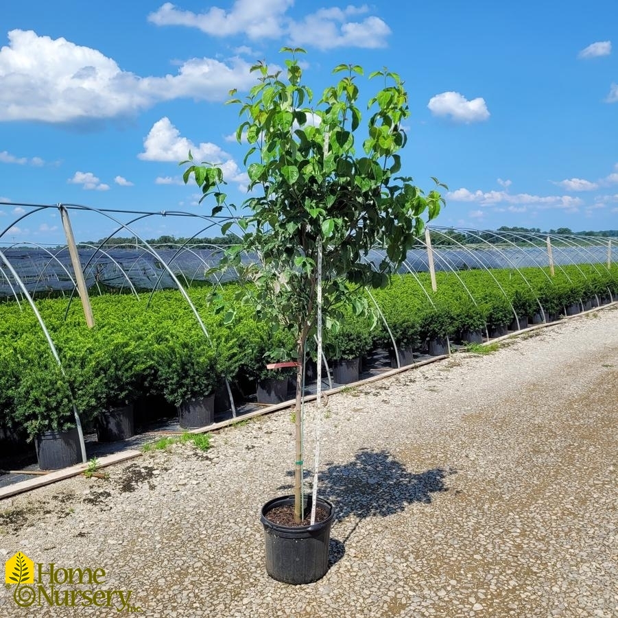 Cornus florida f. rubra 
