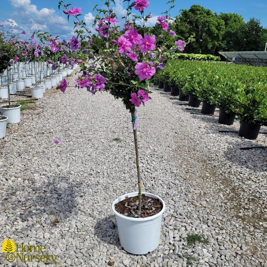 Hibiscus syriacus Dark Lavender Chiffon® Tree