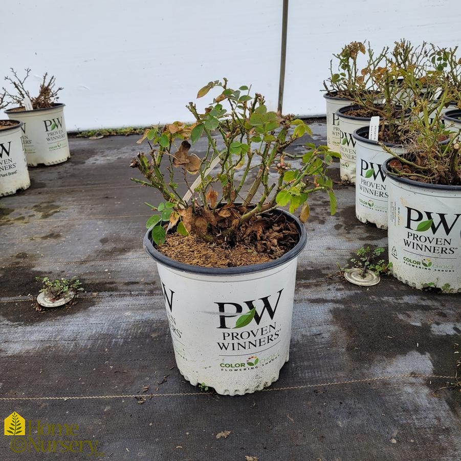 Rosa x Reminiscent® Yellow