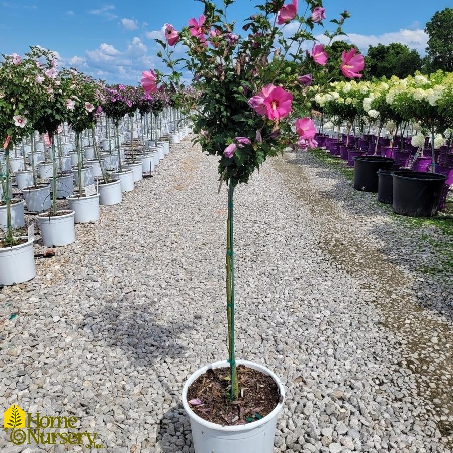 Hibiscus syriacus Paraplu Rouge™ Tree
