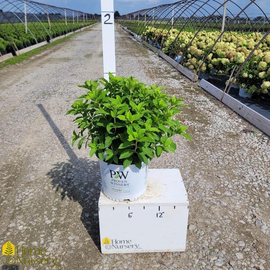 Hydrangea paniculata Powerball™