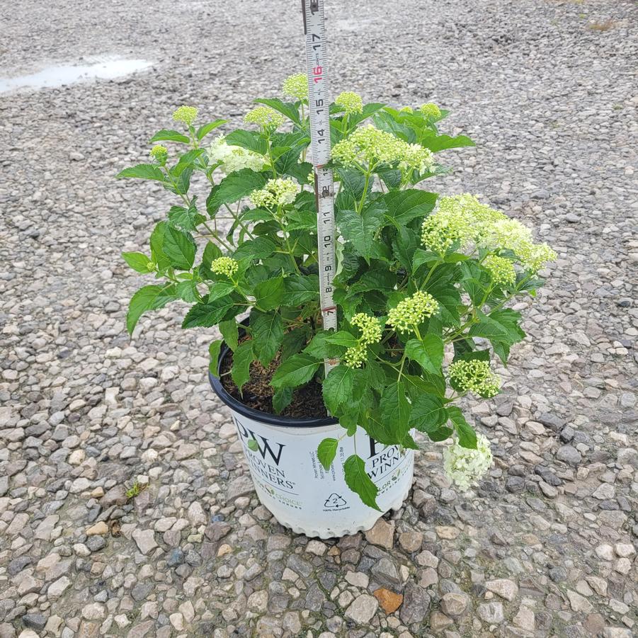 Hydrangea arborescens Incrediball Storm Proof™