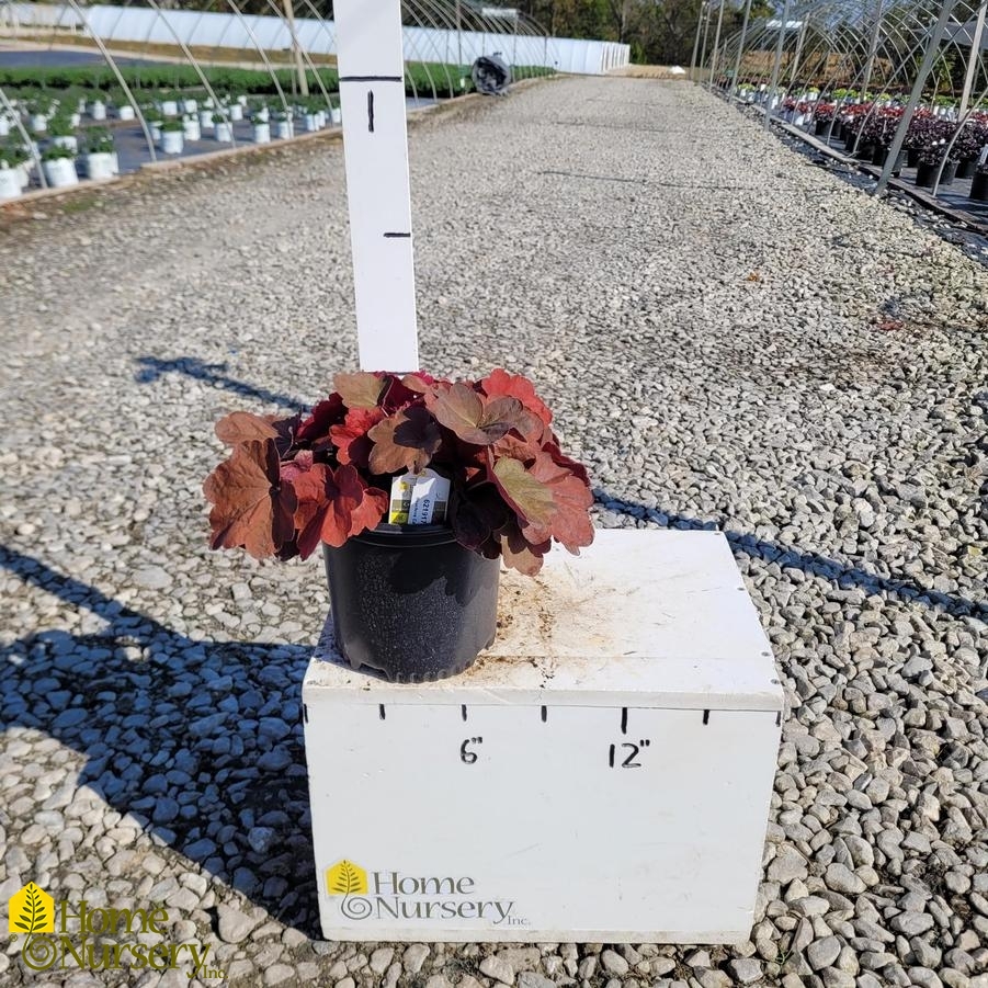 Heuchera x Carnival Cinnamon Stick