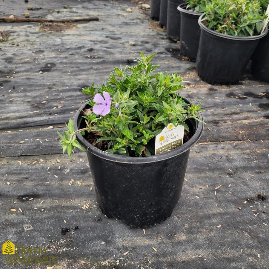 Phlox x Candy Cloud™ Blue