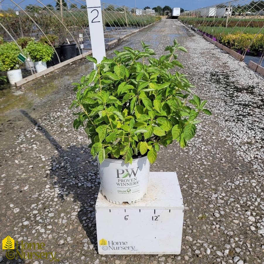 Cornus sericea Arctic Fire® Yellow
