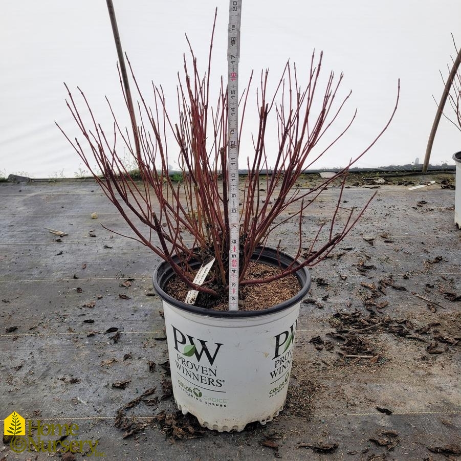 Cornus stolonifera Arctic Fire® Red