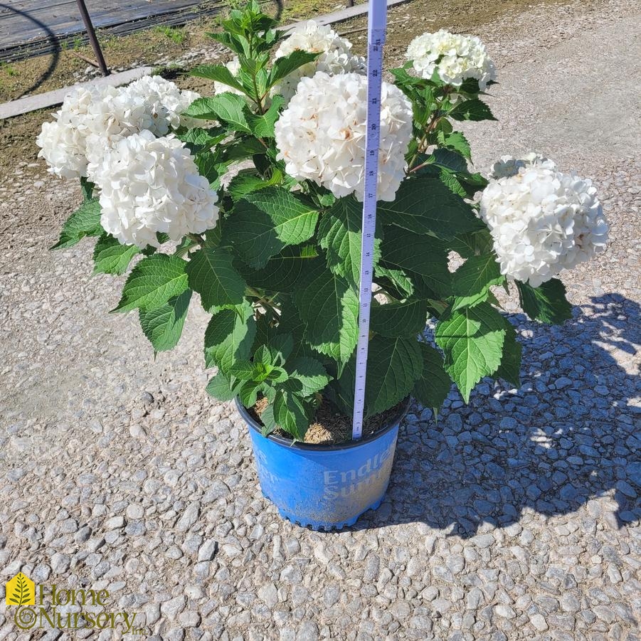 Hydrangea macrophylla Endless Summer® DreamCloud®